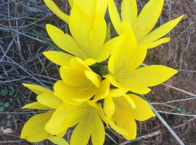 Anarada Synikia Mesi Trikalon